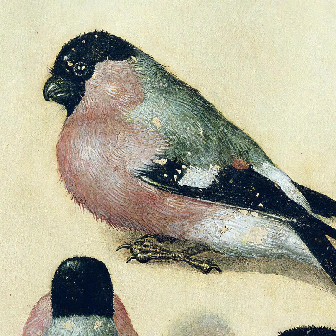 Three Bullfinches Vintage Bird Studies Renaissance Nature Print - Image 3