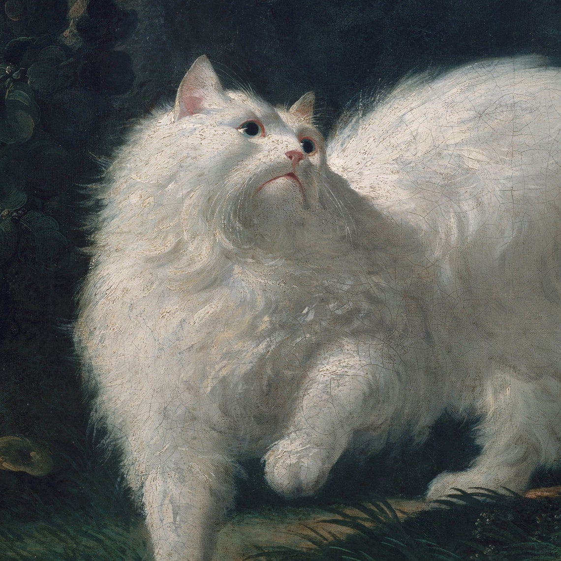 White Angora Cat Chasing by Jean Jacques Bachelier Playful Cat Poster - Image 2