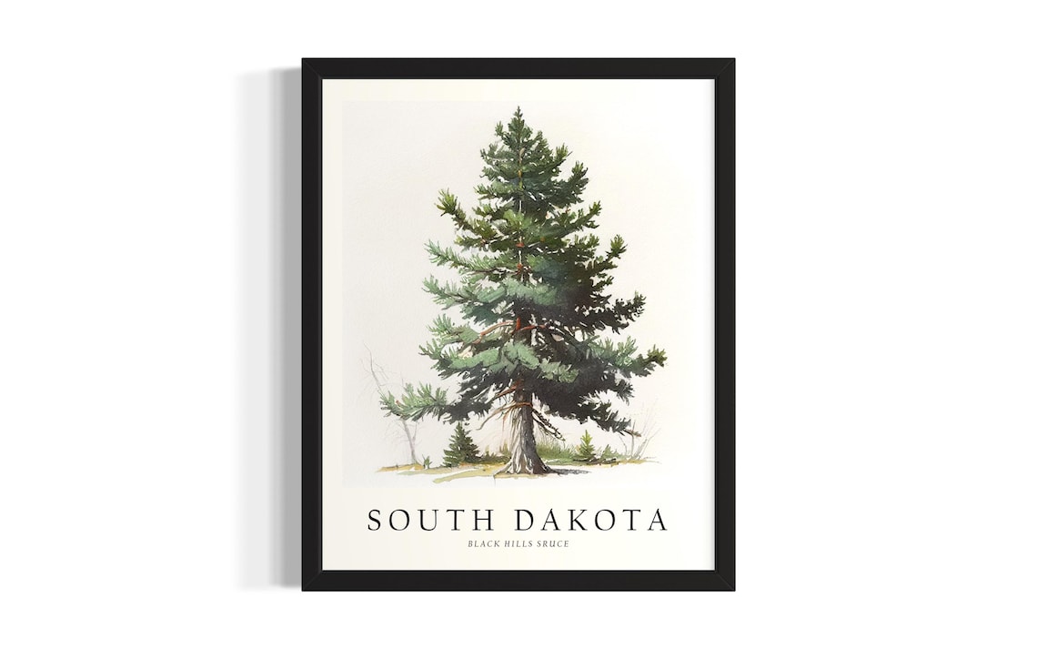 South Dakota Black Hills Spruce Botanical Watercolor Art Poster