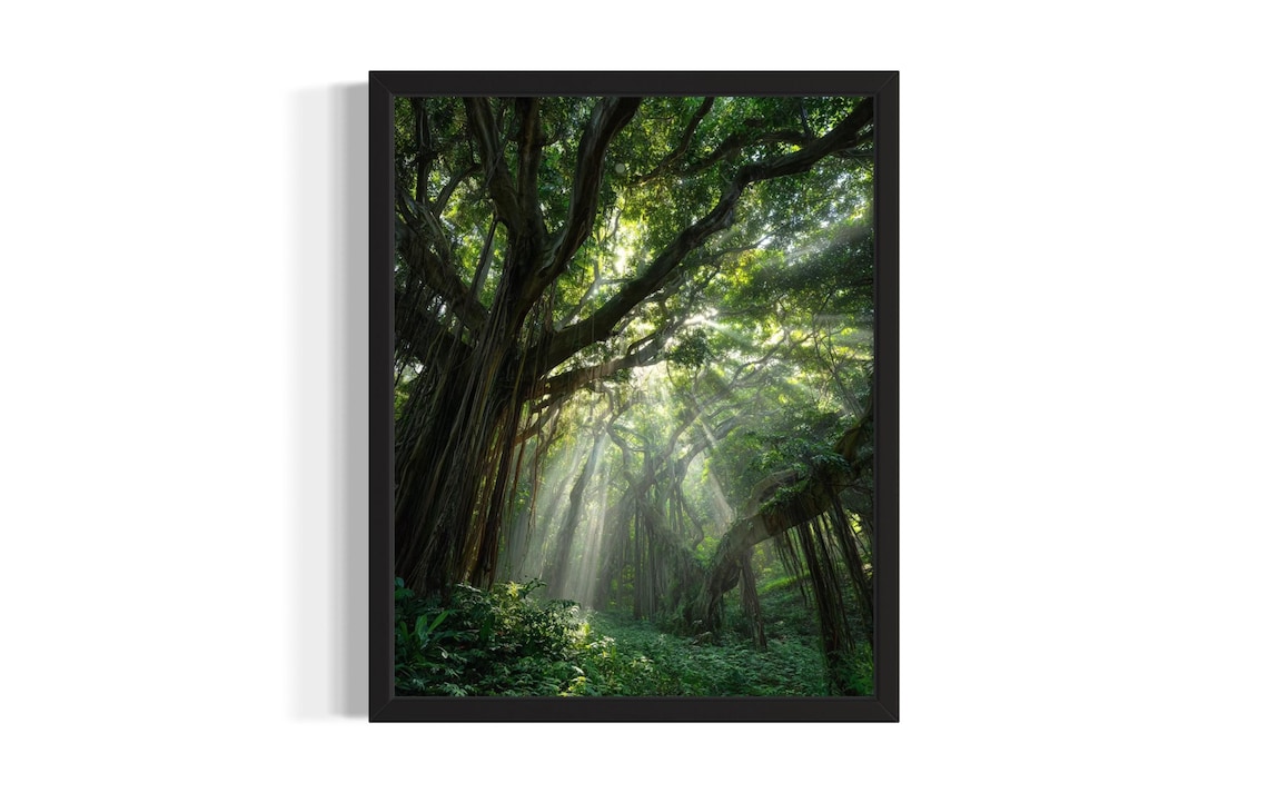 Hawaiian Rainforest Banyan Trees Sunbeams Forest Photo Poster