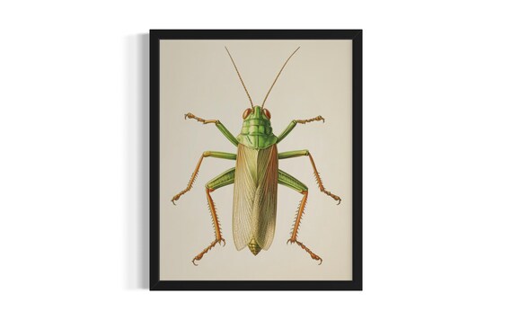 Green Grasshopper Botanical Illustration Vintage Natural History Poster