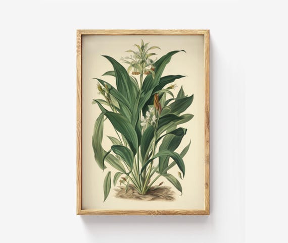 Turmeric Botanical Print Herbal Plant Wall Art Vintage Spice Illustration Healing Herb Decor
