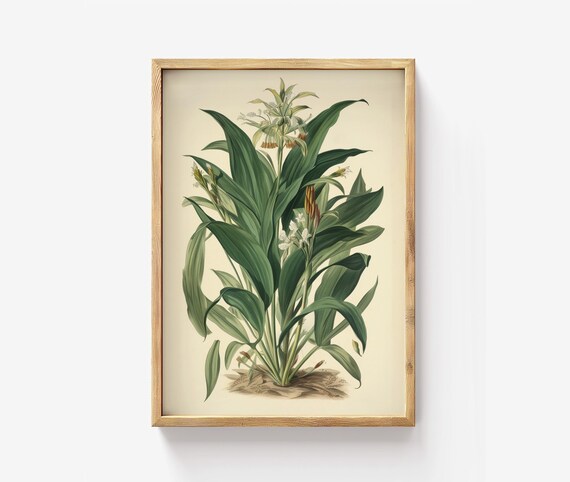 Vintage Botanical Tropical Flowering Plant Illustration Art Poster