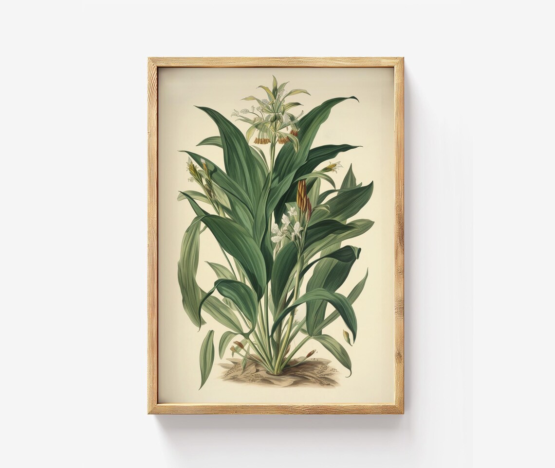 Turmeric Botanical Print Herbal Plant Wall Art Vintage Spice Illustration Healing Herb Decor