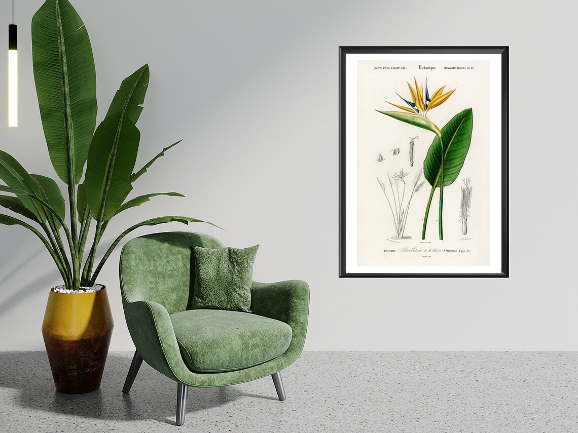 Bird Of Paradise, Vintage Botanical Wall Art - Image 6