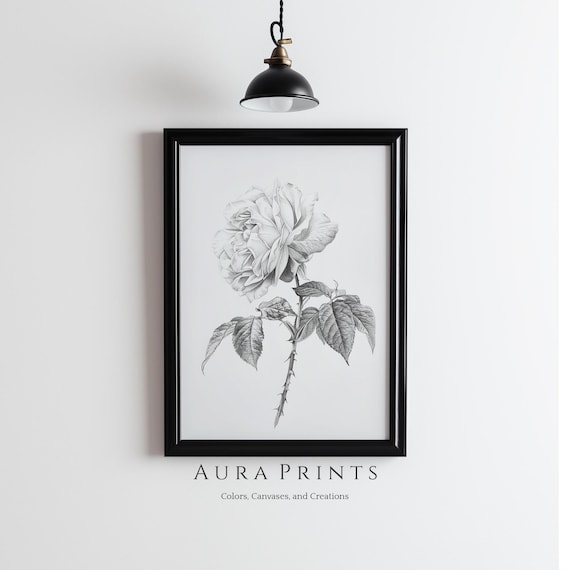 Antique Rose Botanical Pencil Sketch Neutral Vintage Floral Poster