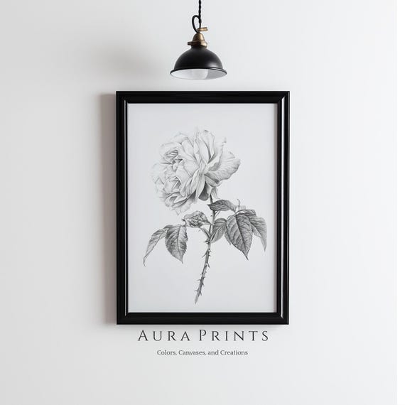 Antique Rose Botanical Pencil Sketch Neutral Wall Decor Vintage Farmhouse Gift Cottage Nursery Art 1130