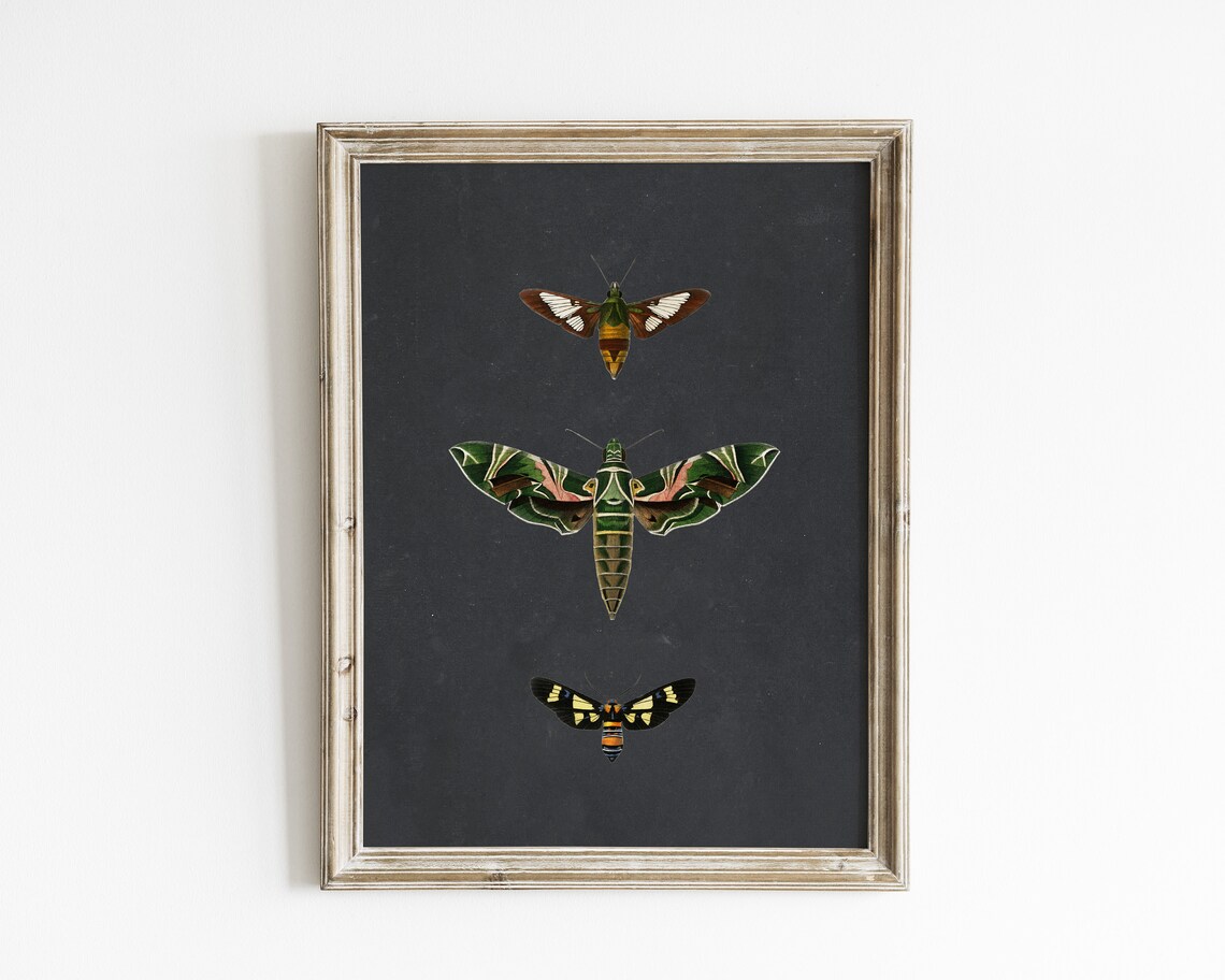 Vintage Moth Botanical Art Print, Nature Decor