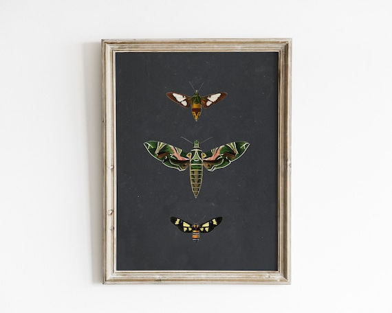 Vintage Moth Botanical Art Print, Nature Decor