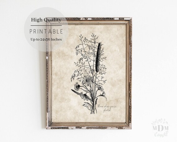 Vintage Wildflower Botanical Illustration Bloom Where Youre Planted Print