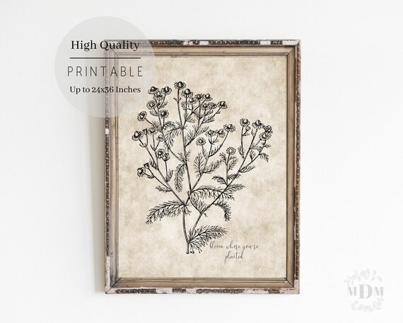 Vintage Daisy Botanical Illustration Bloom Where Youre Planted Wall Art