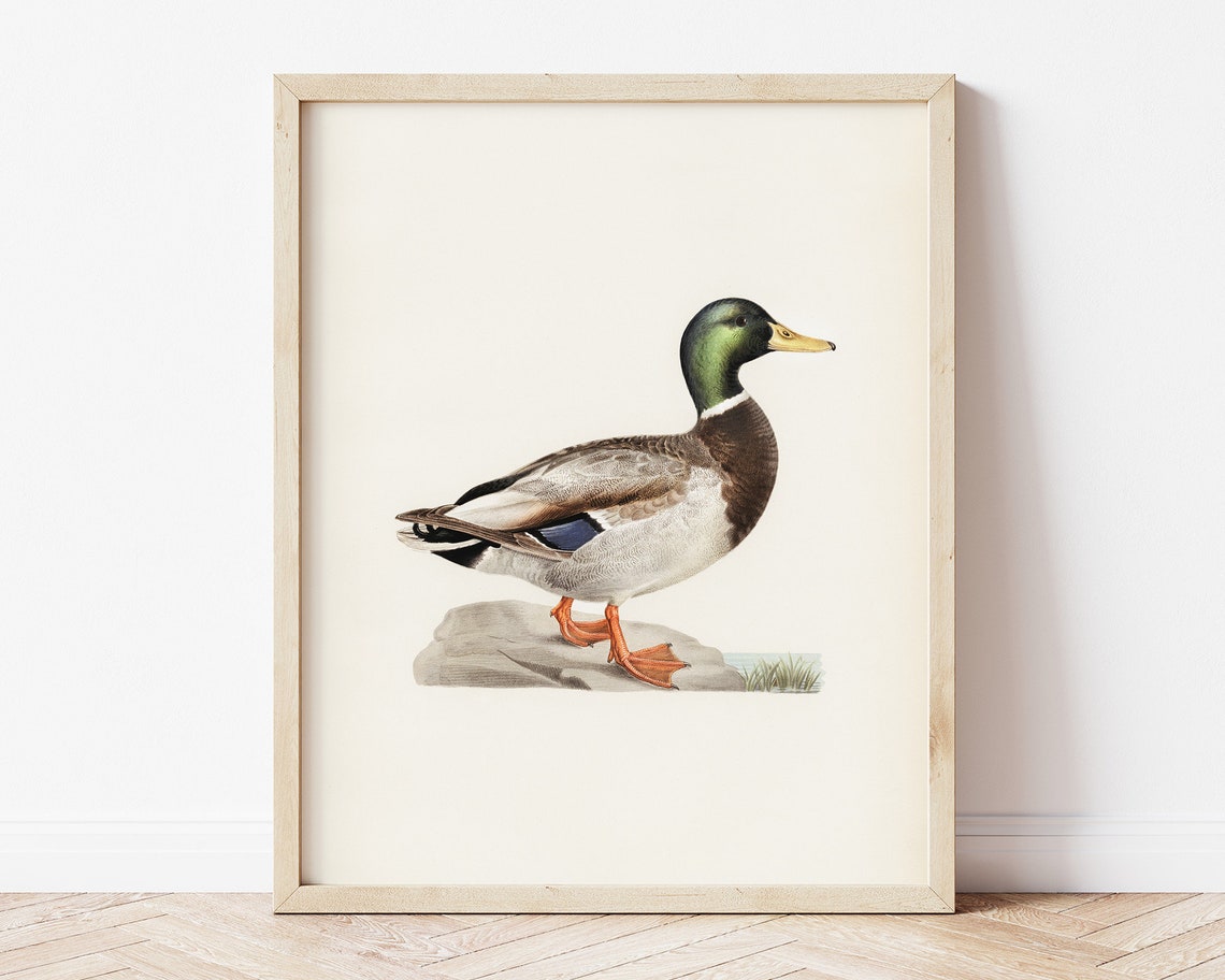 Mallard Drake Duck Vintage Naturalist Bird Illustration Poster