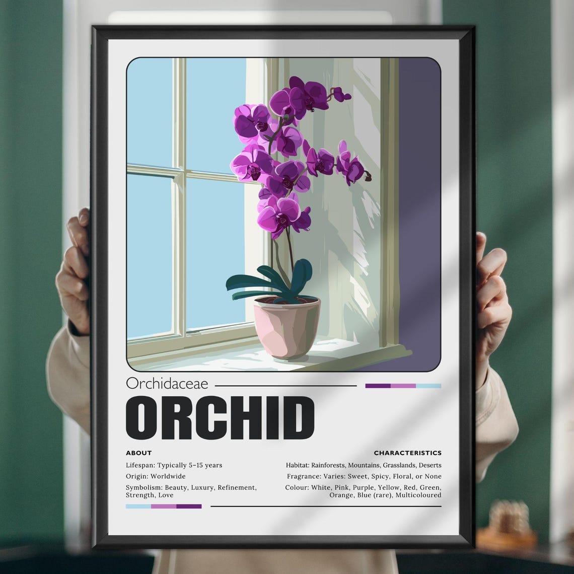 Purple Orchid Botanical Chart Orchidaceae Symbolism Fact Sheet Poster