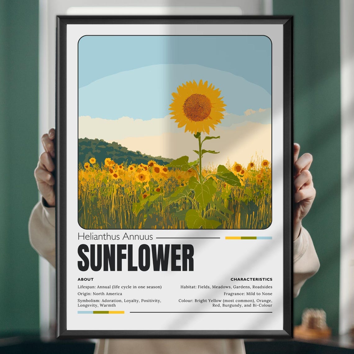 Sunflower Botanical Illustration Educational Plant Profile Poster