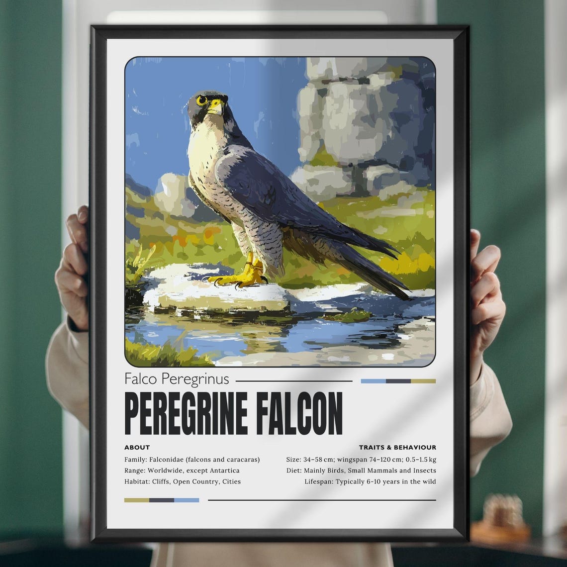 Peregrine Falcon Bird Profile Educational Wildlife Raptor Poster