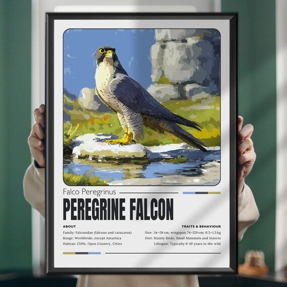 Peregrine Falcon Poster Realistic Raptor Wall Art Vintage Bird Of Prey Illustration Wildlife Decor Print Nature Lover Gift