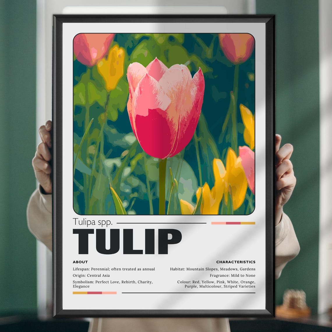 Tulip Botanical Illustration Educational Plant Profile Poster
