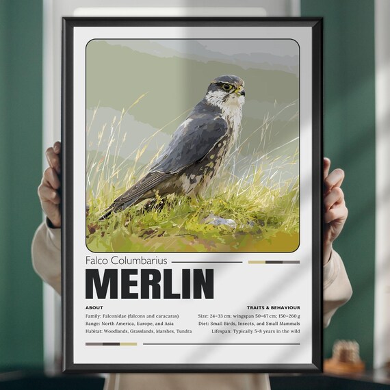 Merlin Falcon Poster Raptor Wall Art Print Bird Of Prey Illustration Nature Decor Wildlife Rustic Country Home Gift