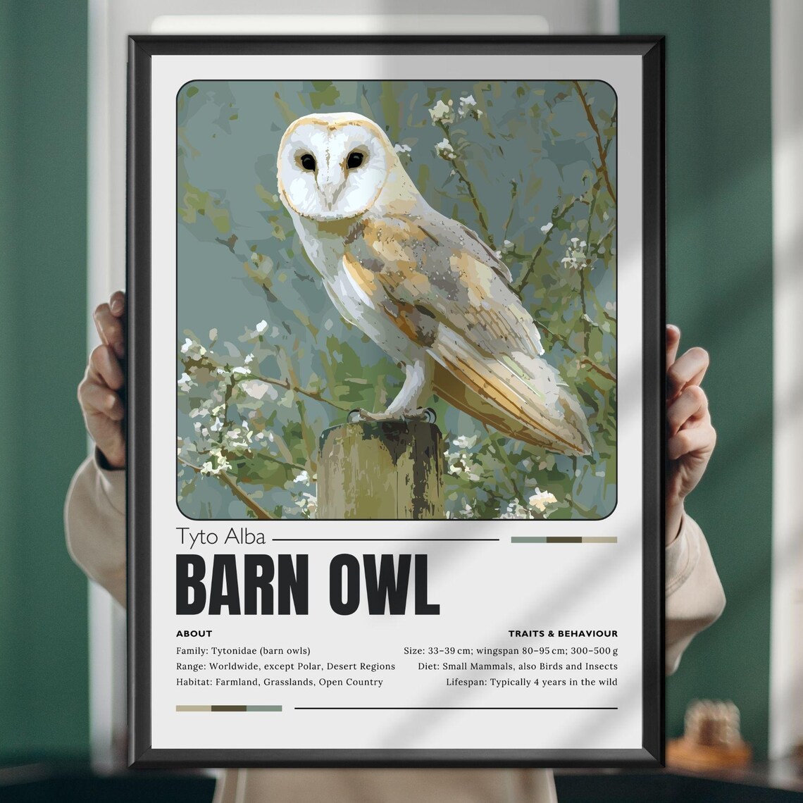 Barn Owl Vintage-Style Wildlife Facts Educational Bird Poster