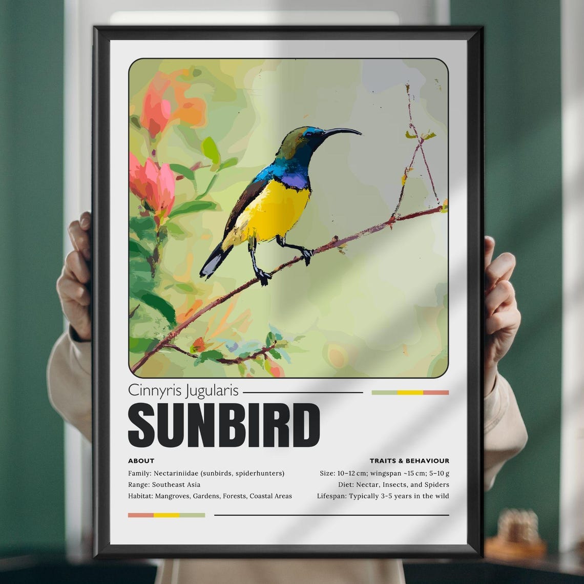 Sunbird Cinnyris Jugularis Wildlife Facts Educational Poster