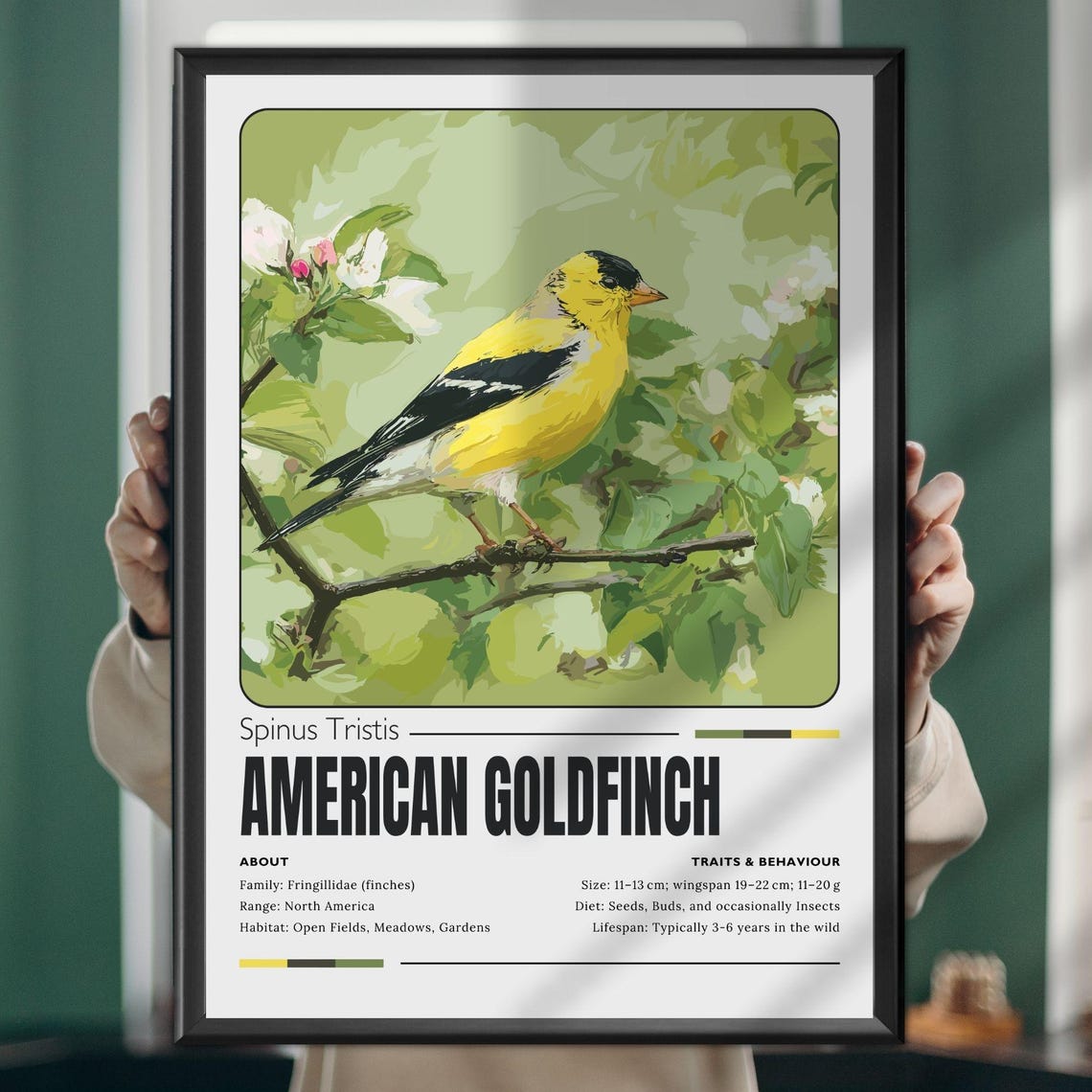 American Goldfinch Songbird Educational Wildlife Bird Poster