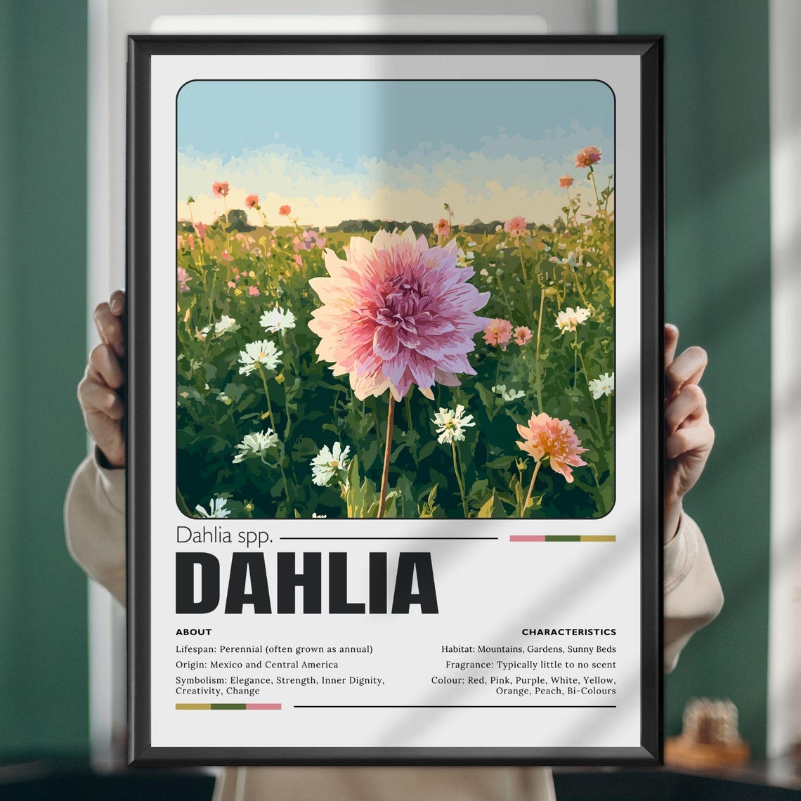 Pink Dahlia Blooming Wildflower Field Botanical Flower Facts Poster