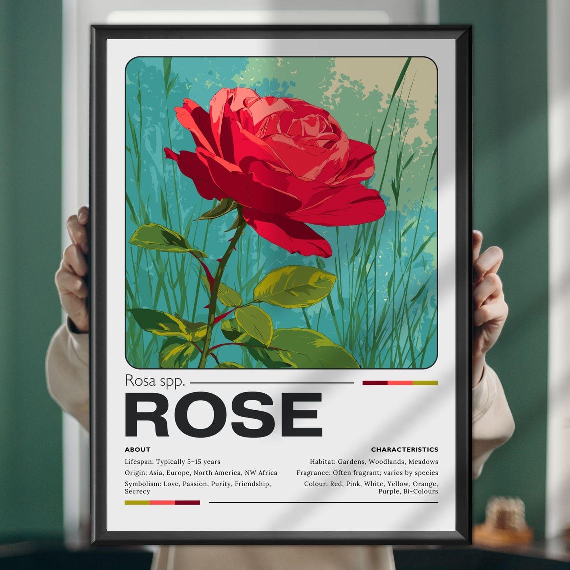 Red Rose Botanical Illustration Educational Plant Profile Poster