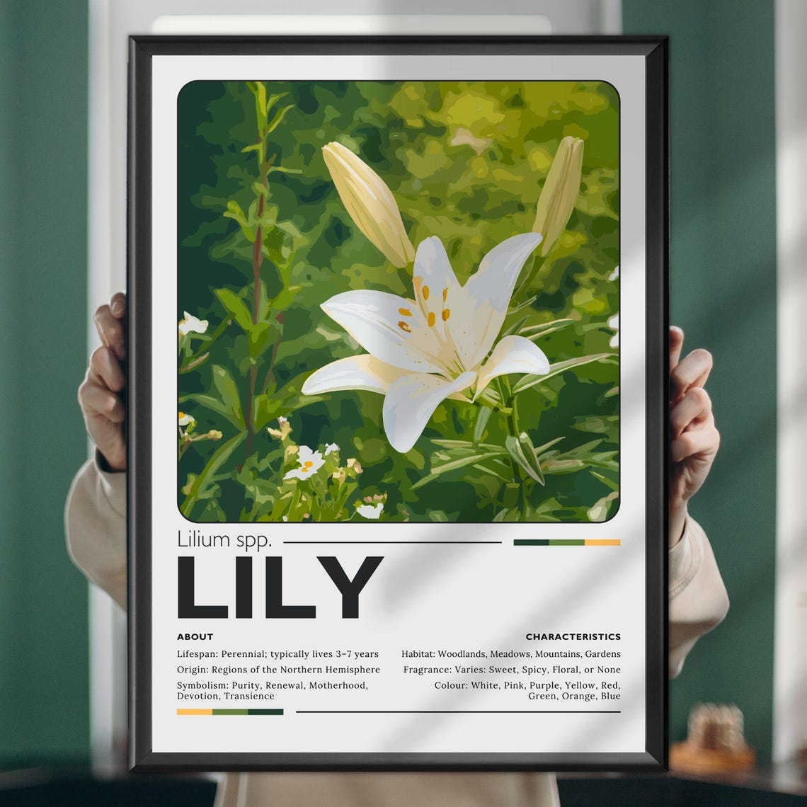 White Lily Botanical Chart Lifespan Symbolism Lilium Spp Flower Poster