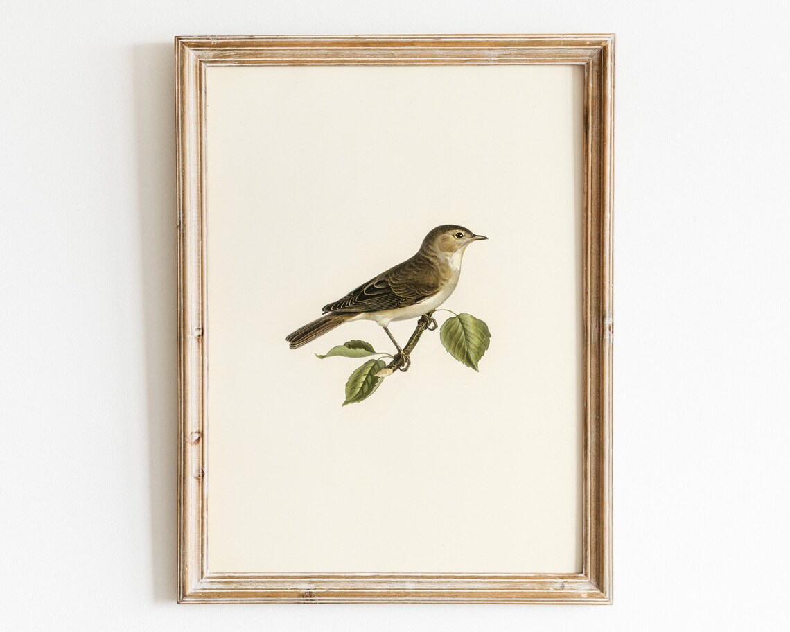 Warbler Songbird Vintage Naturalist Illustration Farmhouse Poster