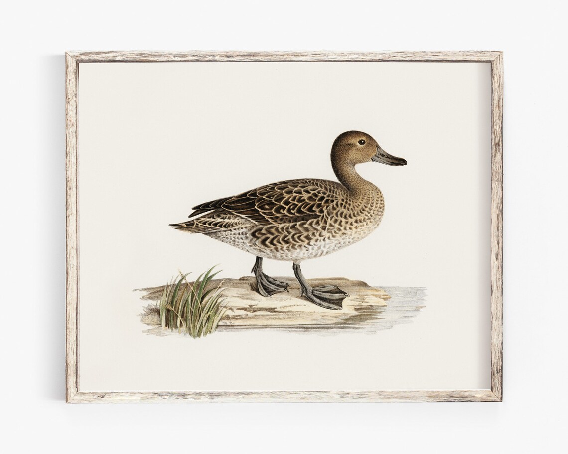 Northern Pintail Female Duck Vintage Naturalist Illustration Poster