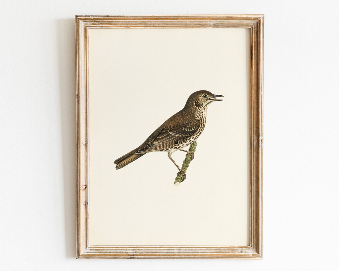 Antique Thrush Songbird Vintage Natural History Artwork Poster - Image 3