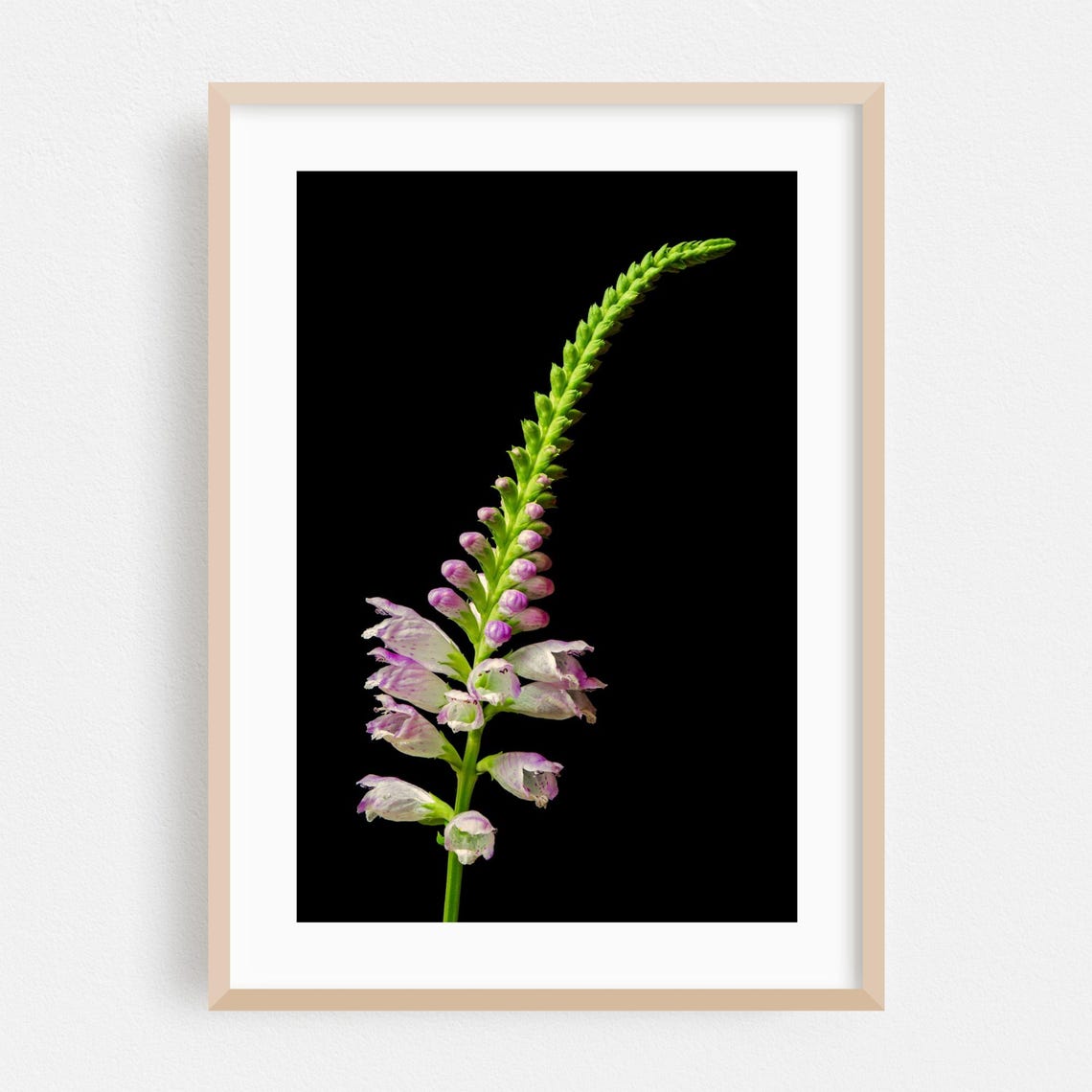 White Obedient Plant Flower Spike Black Botanical Photo Poster