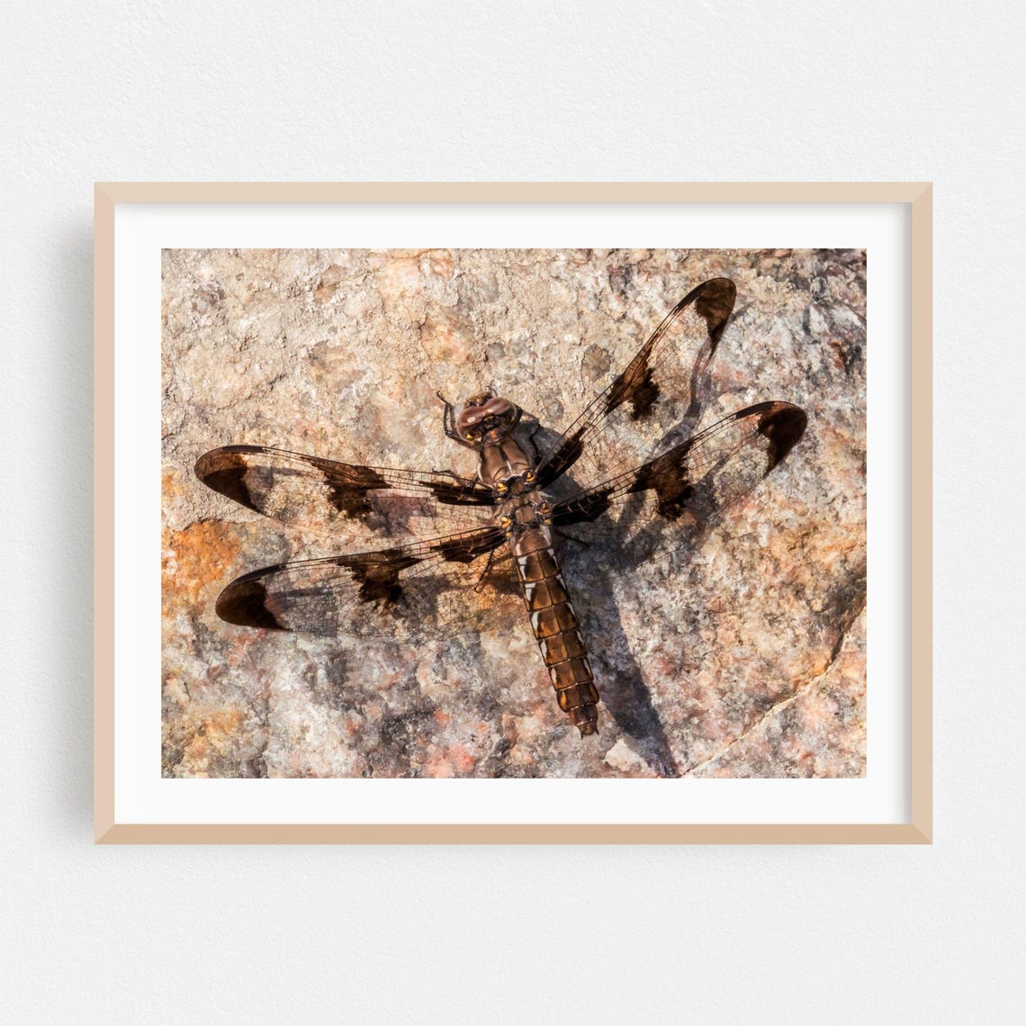 Common Whitetail Dragonfly Macro On Sunlit Rock Wildlife Photo Poster