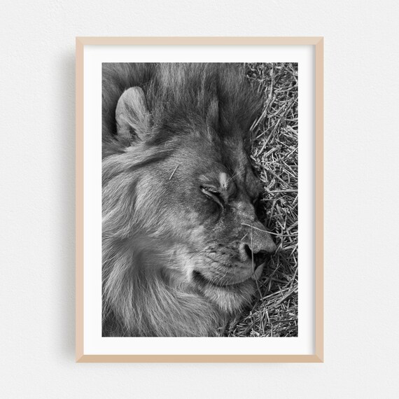Wildlife Print Animal Wall Art Black And White Framed Nature Home Decor Portrait Poster Photography Fine Sleeping Lion