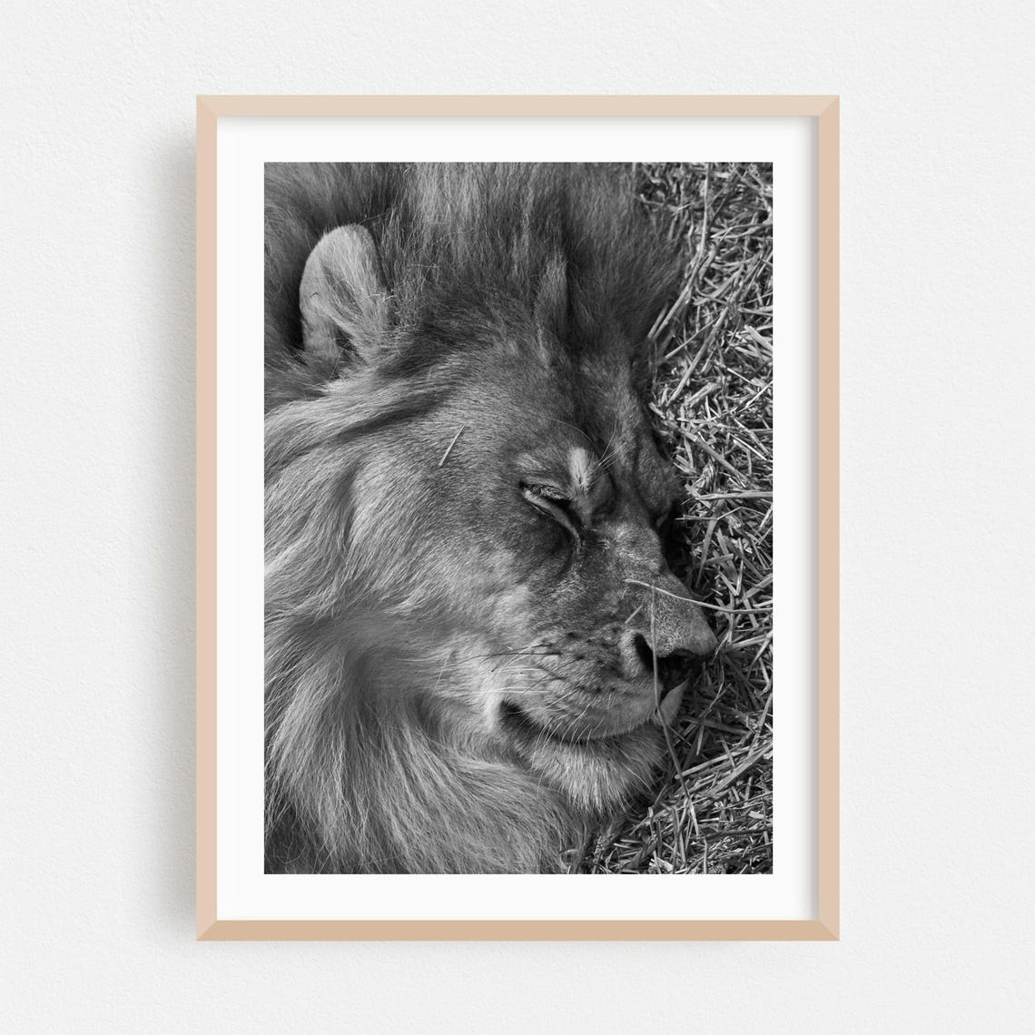 Sleeping Lion Black and White Close-Up Wildlife Photography Poster