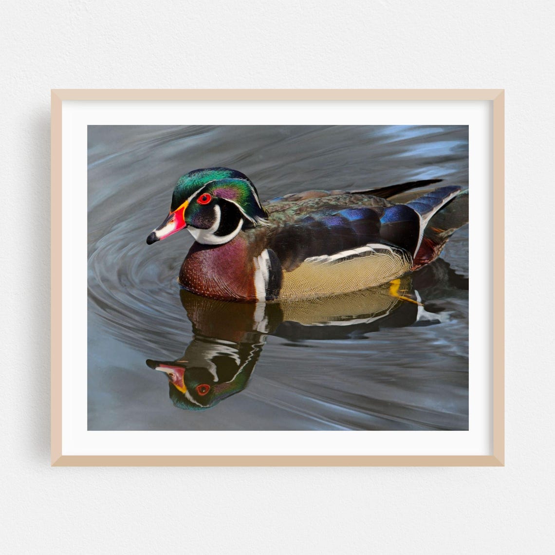 Wood Duck Drake Swimming Reflection Waterfowl Photography Poster