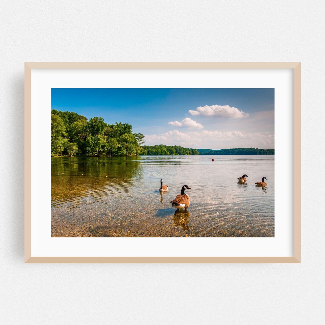 Canada Geese Wading Through Clear Summer Lake Water Photography Poster