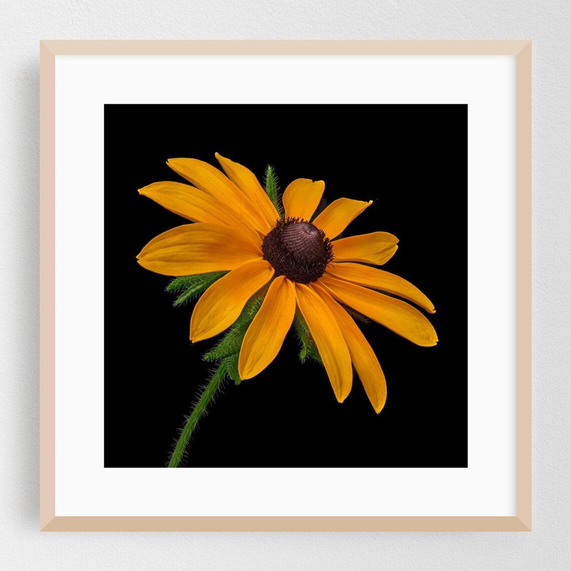 Black Eyed Susan Flower Stem On Black Background Fine Photo Print