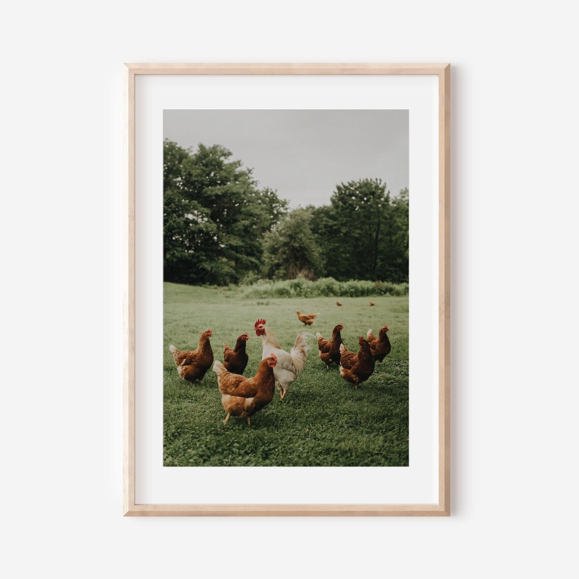 Rooster and Hens Roaming a Green Pasture Farmhouse Wall Poster