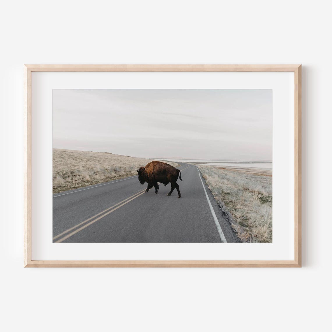 Bison Crossing Salt Flats Desert Road Lone American Buffalo Poster