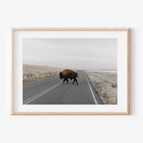 Bison Crossing Salt Flats Desert Road Lone American Buffalo Poster