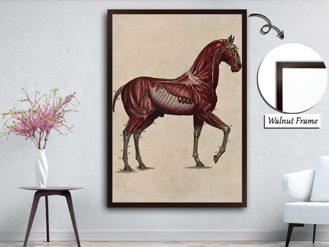 Equine Muscles And Nervous System, Horse Anatomy - Image 3