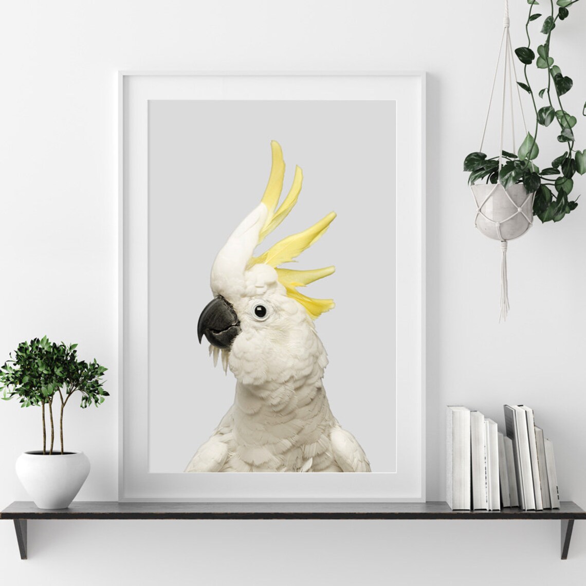 Sulphur Crested Cockatoo Portrait On Light Gray Background Bird Poster - Image 3