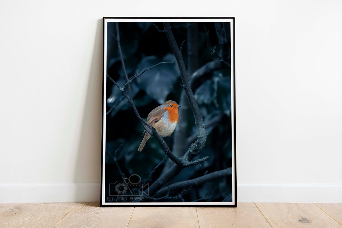 European Robin Perched in Dark Woods Wildlife Photography Poster
