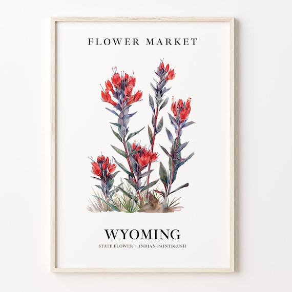 Wyoming Indian Paintbrush 1960s Botanical Art Print