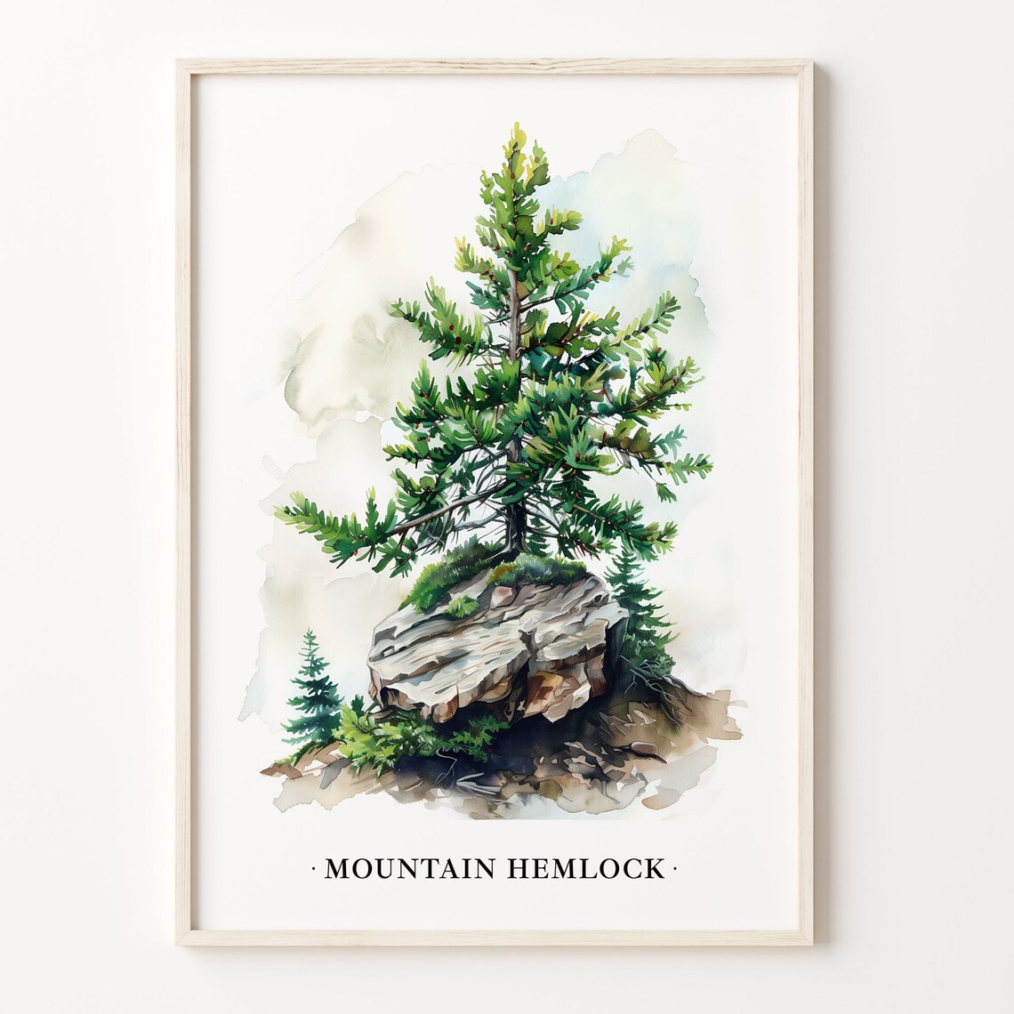 Mountain Hemlock Tree Art Print, Botanical Illustration
