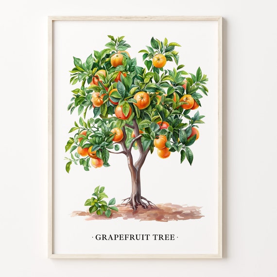 Grapefruit Tree Art Print Wall Art Poster Botanical Illustration Citrus Home Decor Kitchen Wall Art C31 504