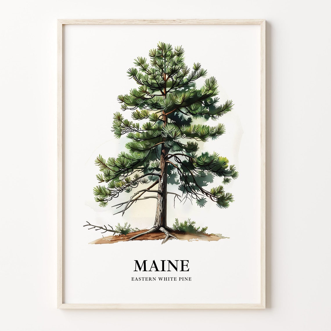 Maine Eastern White Pine State Tree Classic Botanical Art Poster