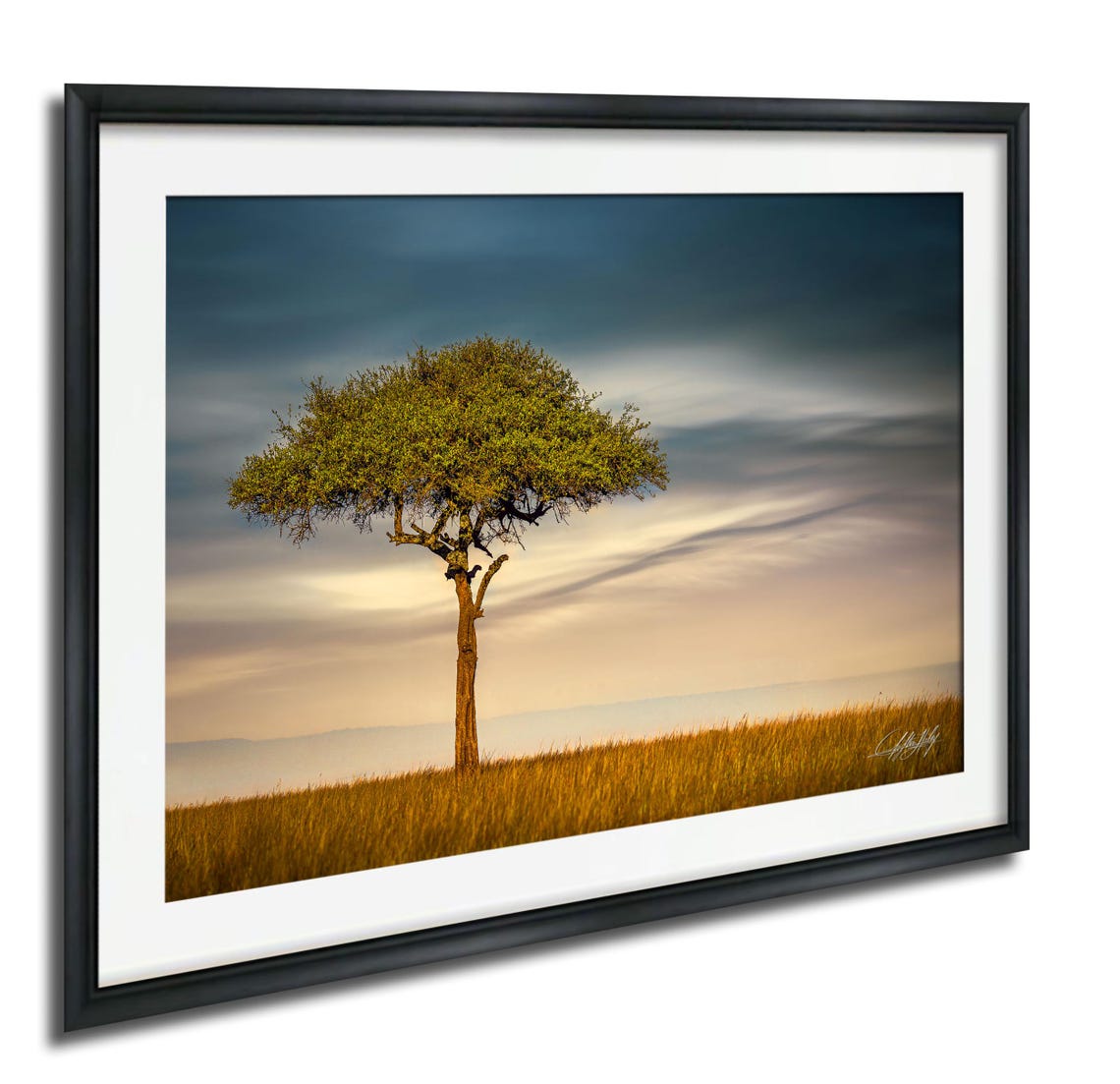 Single Acacia Tree In Golden Grassland Stormy Sky Photo Poster