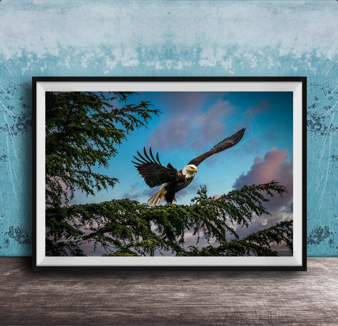 Bald Eagle Landing on a Cedar Branch Under Blue Skies Poster